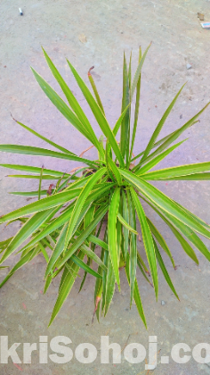 Spider plant